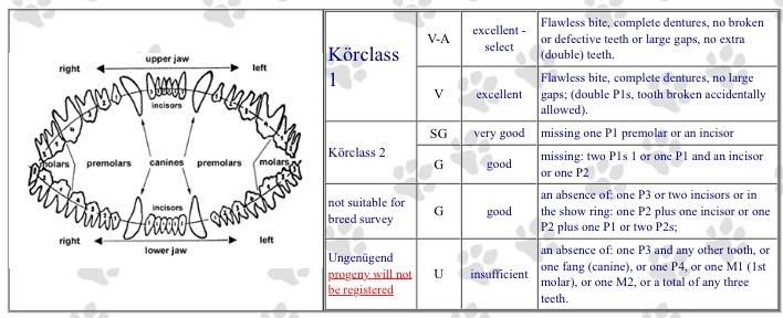 german shepherd teeth chart